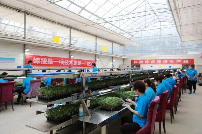 喜報！山東六家單位榮膺“全國巾幗現代農業科技示范基地”，引領技術推廣服務新風尚